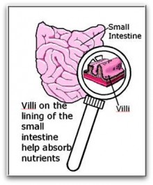 Cut-away of Villi in Small Intestine