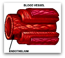 Layers of Blood Vessel wiht Endothelial Cells