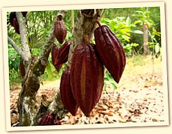 Flavonoids - Hanging Raw Cacao Pods