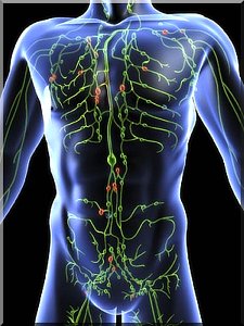 Lymph System Drawing on Invisible Torso
