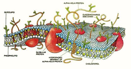 Intricate Detail of the Cell Membrane