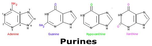 Chemistry Drawing of Purines Structures