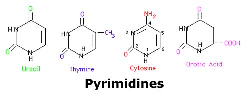 Chemistry Drawing of Pyrimidines Structures
