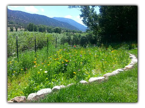 Colorado Wildflowers . . . in the Backyard!