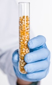 GMO Corn Kernals