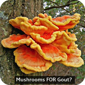 Mushroom FOR Gout?