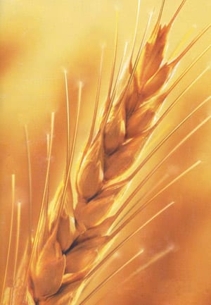 wheat-seeds